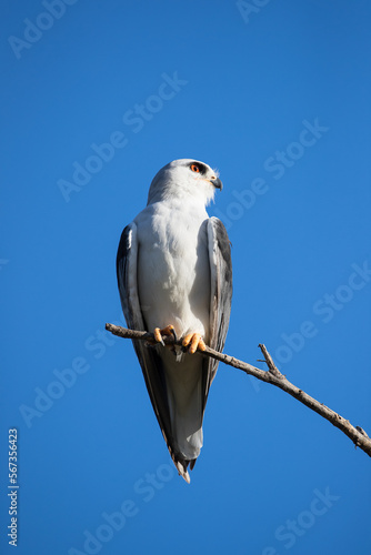 Black shouldered kite perched on a branch