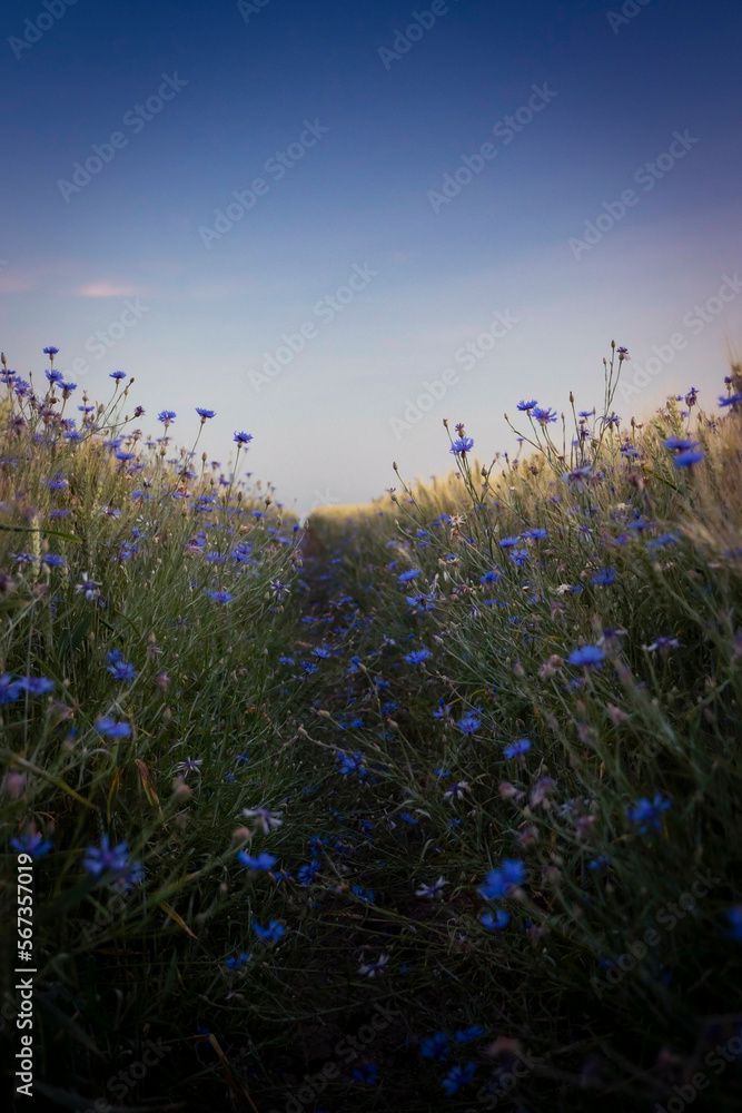 Naklejka premium A path into nowhere : trail through cornflowers and corn in golden hour with a blue sky.
