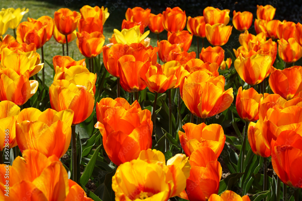 Blumen Floral Flora Pflanzen Schweiz Blumen Floral Flora Pflanzen Schweiz