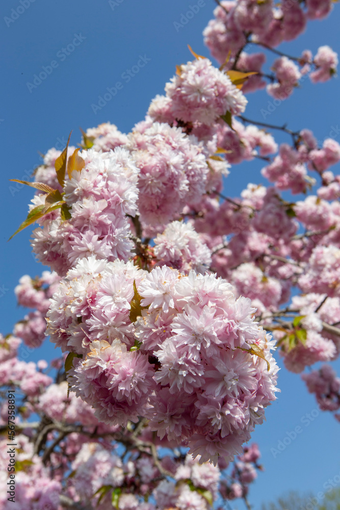 Spring. Prunus blossom. Flower. Blossom. Spring. Prunus blossom. Flower. Blossom.