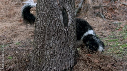 Bernedoodle puppy jumping at tree trunk in forest, slow motion, photo