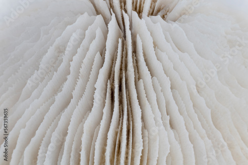 Macro image of a skeleton of a plate coral
