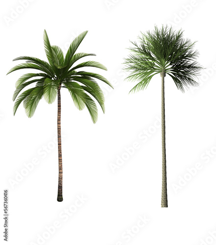 palm-tree isolated on white