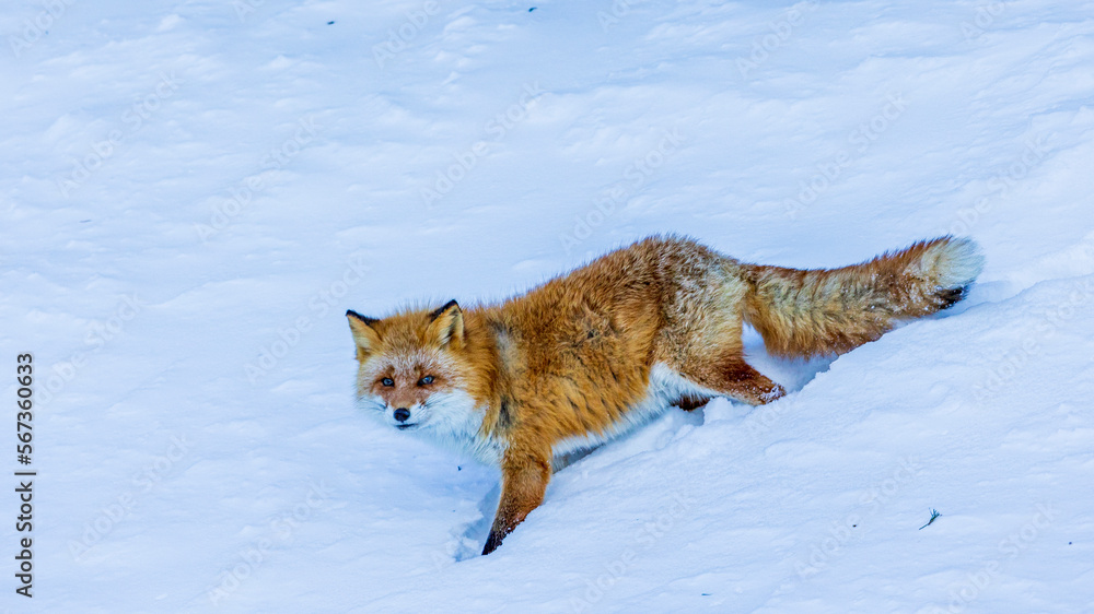 Fototapeta premium 雪の上を歩くキタキツネ 冬 北海道