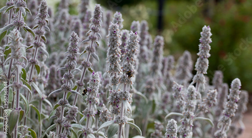 Lamb's ear plant - Stachys Byzantina blooming in violet in the medicinal garden.