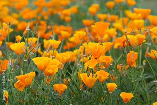 Eschscholzia californica -  orange California poppy. photo