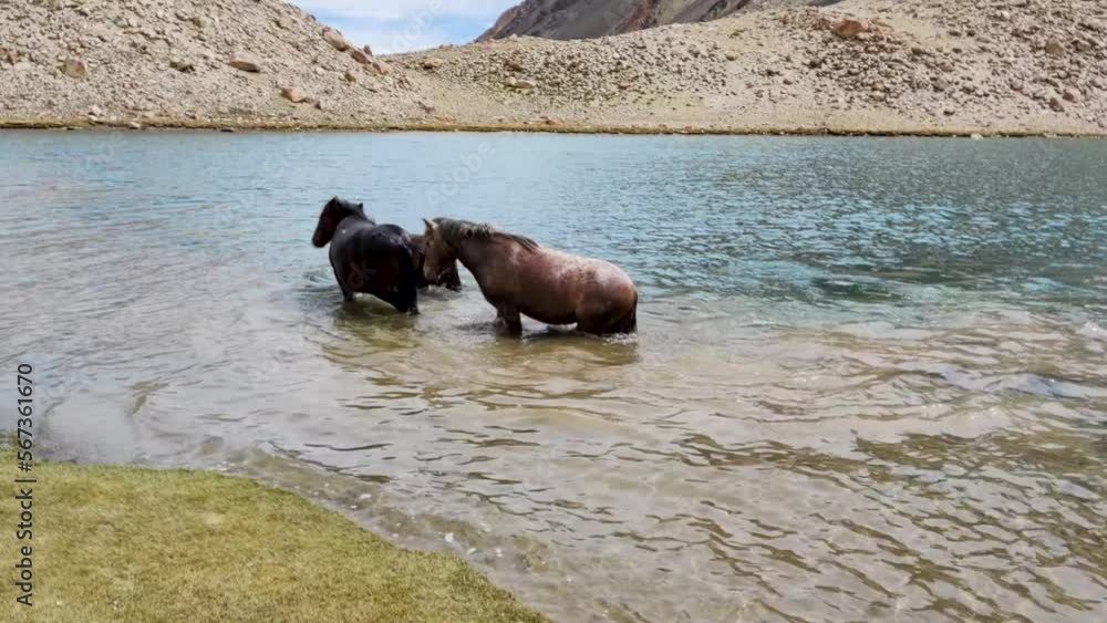 horse in the water, Horses playing in cold water and running horse in the water, Horses playing in cold water and running