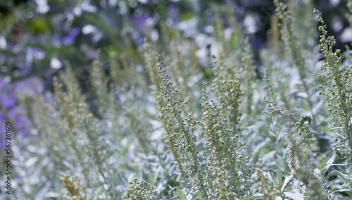 Принти на полотні Artemisia ludoviciana Silver Queen is a flowering plant with silver leaves