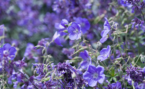 Geranium ‘Brookside’ bears large deep blue flowers in the perrenial flower border -  one of the easiest plant to grow in the ornamental garden. photo