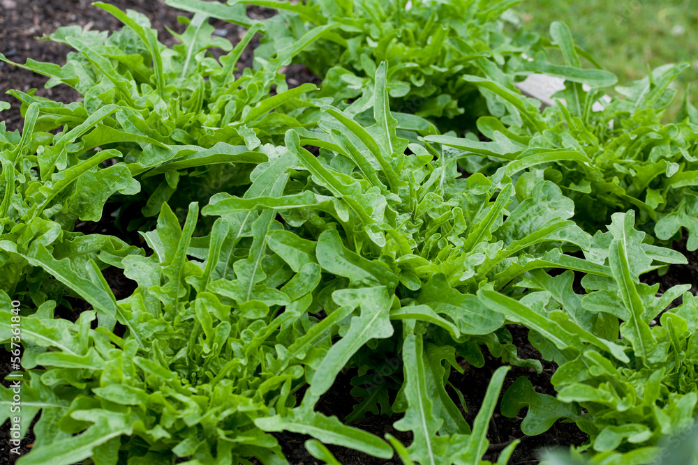 Royal Oakleaf Lettuce - delicious early spring salad vegetable in the veg garden. Royal Oakleaf Lettuce - delicious early spring salad vegetable in the veg garden.