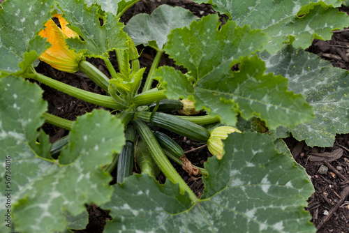 Courgette plant in the vegetable kitchen garden -  prolific plants produce many delicious veggies.