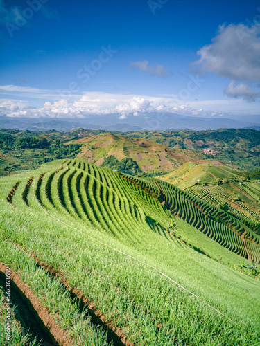 Wide view of hills which are heavily planted with onion crops. Creates a very beautiful landscape