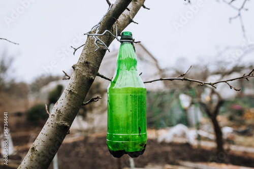 A green plastic bottle trap for catching insects with a sticky liquid inside hangs on a tree branch. Closeup photo, idea concept.