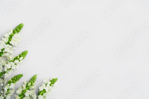 Spring holiday mockup. Natural white flowers and green leaves on light grey background. Blooming season eco concept. Minimal composition layout. Top view  copy space  flat lay.