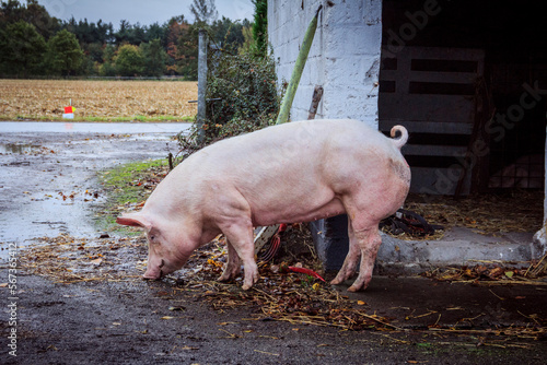 Pig eating grain photo