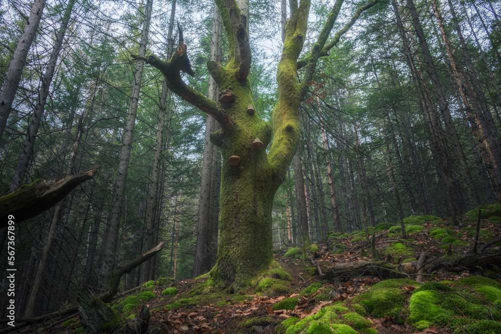 Fototapeta premium Big tree covered in moss in the middle of mystic foggy forest. Dramatic fairy landscape.