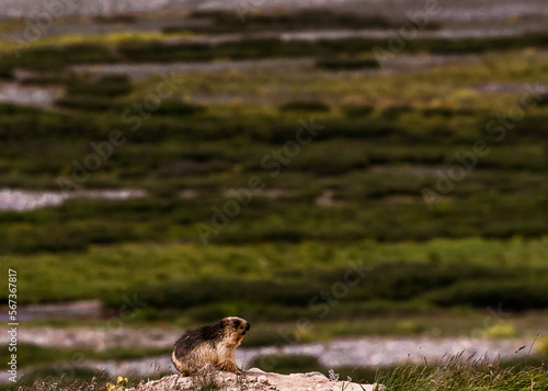 Groundhog running with mountains background © TREAURESTOCK