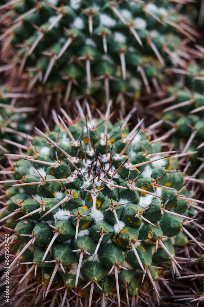 Cactus Background, Full frame detail close up.
Close up texture of green cactus with needles Cactus Background, Full frame detail close up.
Close up texture of green cactus with needles
