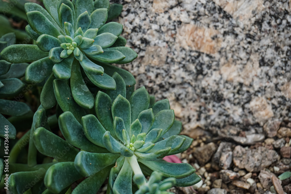 Succulent close-up full screen, filled frame, close-up, macro wallpaper Succulent close-up full screen, filled frame, close-up, macro wallpaper