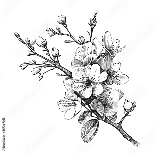 Cherry blossom sketch hand drawn in doodle style illustration