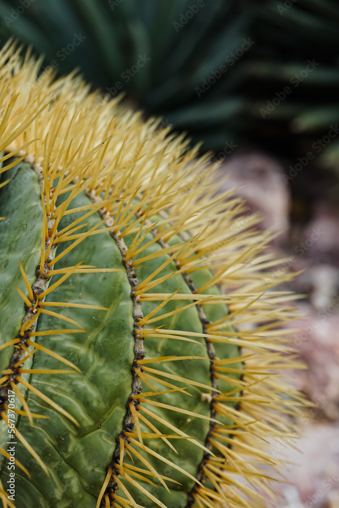 Cactus Background, Full frame detail close up. Close up texture of green cactus with needles Cactus Background, Full frame detail close up. Close up texture of green cactus with needles