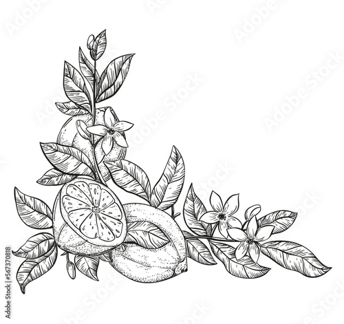 black and white hand drawing lemons