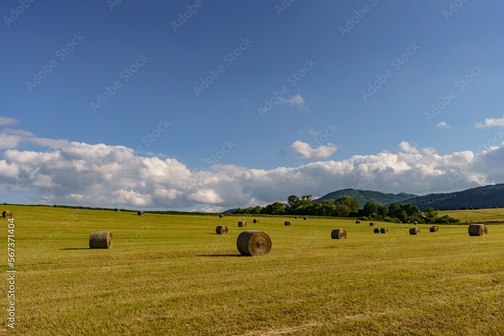 harvested crop in the form of grass in a farmland in the countryside with a slightly cloudy sky in the background