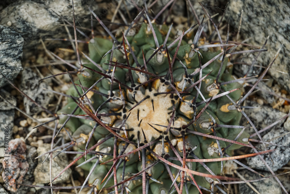 Cactus Background, Full frame detail close up. Close up texture of green cactus with needles Cactus Background, Full frame detail close up. Close up texture of green cactus with needles