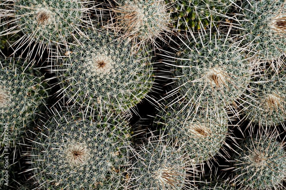 Cactus Background, Full frame detail close up. Close up texture of green cactus with needles Cactus Background, Full frame detail close up. Close up texture of green cactus with needles