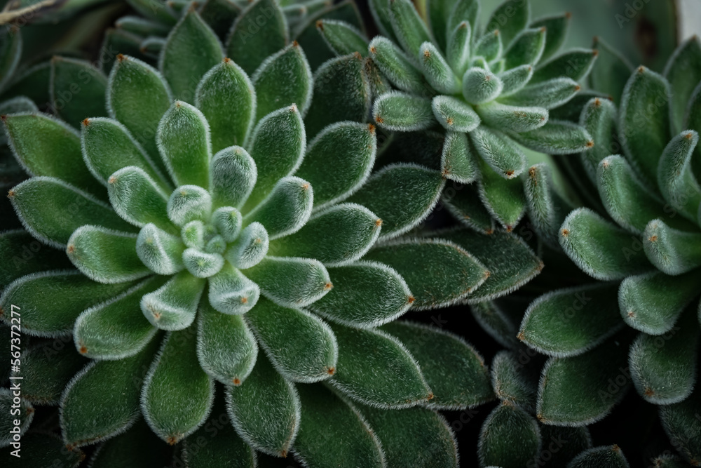 Succulent close-up full screen, filled frame, close-up, macro wallpaper Succulent close-up full screen, filled frame, close-up, macro wallpaper