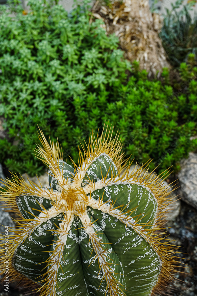 Cactus Background, Full frame detail close up. Close up texture of green cactus with needles Cactus Background, Full frame detail close up. Close up texture of green cactus with needles