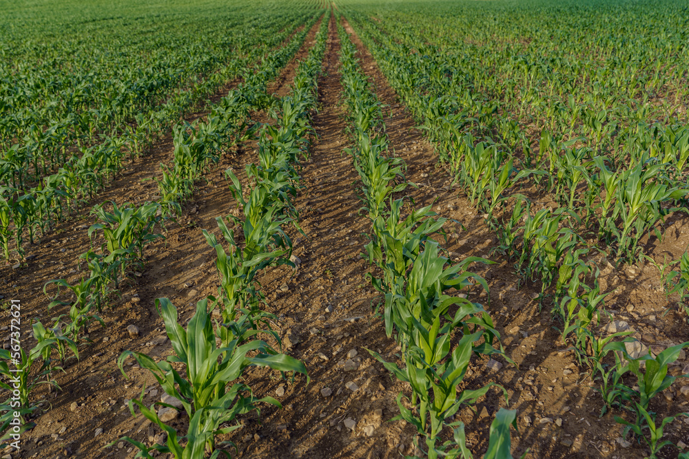 Spring farmland on which young corn grows