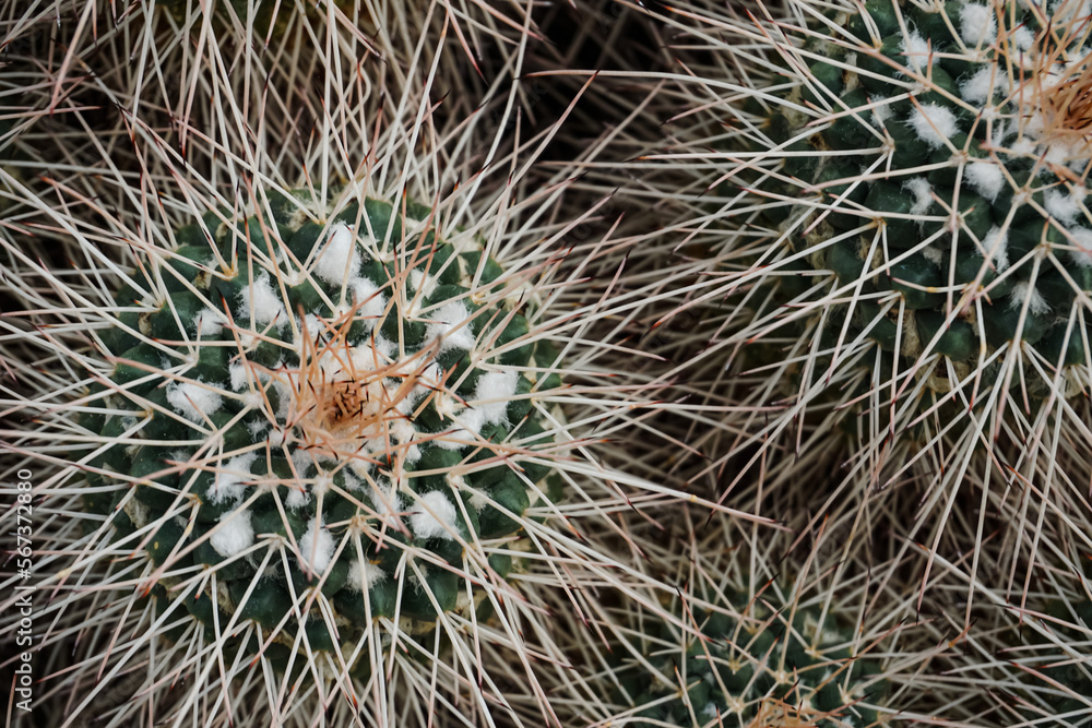 Full Frame Shot Of Cacti