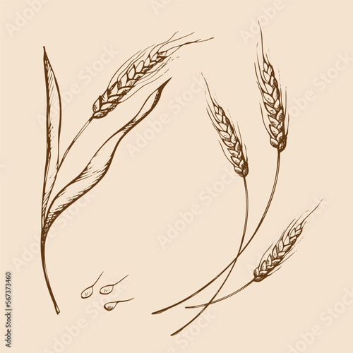 vector hand drawn wheat ears sketch doodle. Bunch of wheat ears, dried whole grains. Cereal harvest, agriculture, organic farming, healthy food symbol. Bakery design element