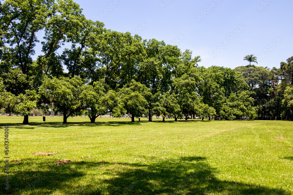 Burle Marx park - City Park, in São José dos Campos, Brazil. tree trunks