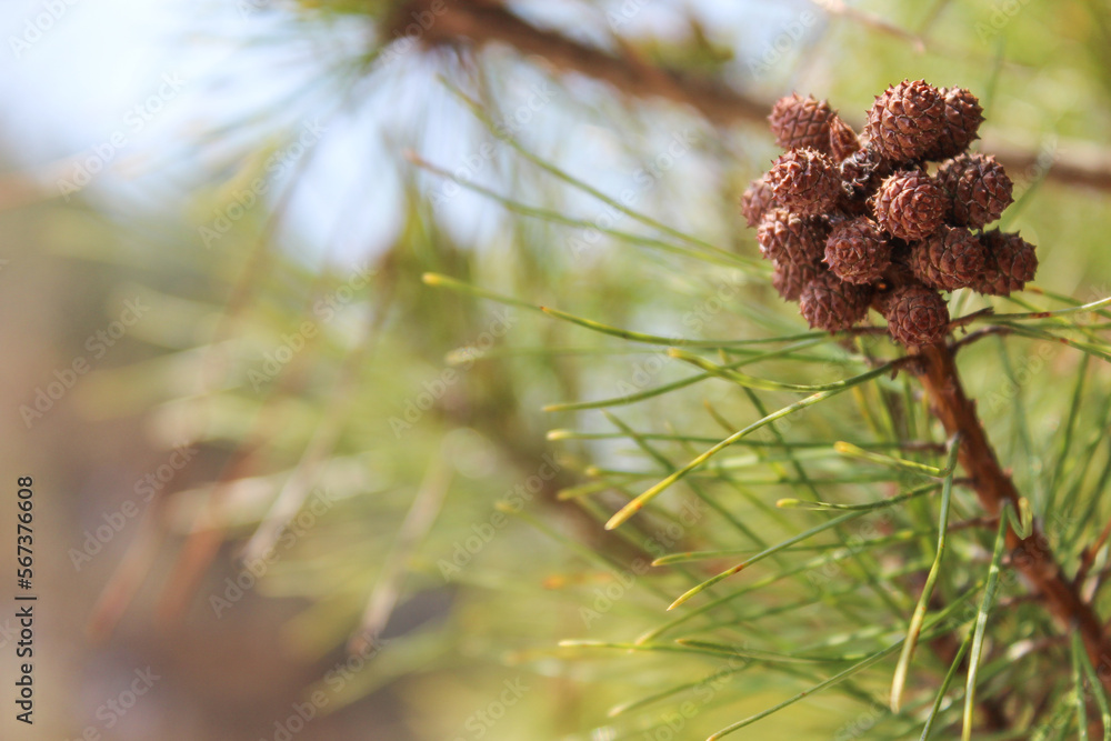 A brown pine cone hanging on a pine tree.