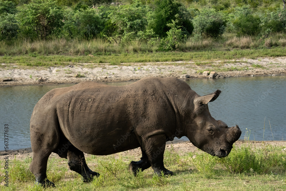 Fototapeta premium A white rhino walks on the bank of the Crocodile River. The far bank of the river is densely forested with green bush and trees.&nbsp;