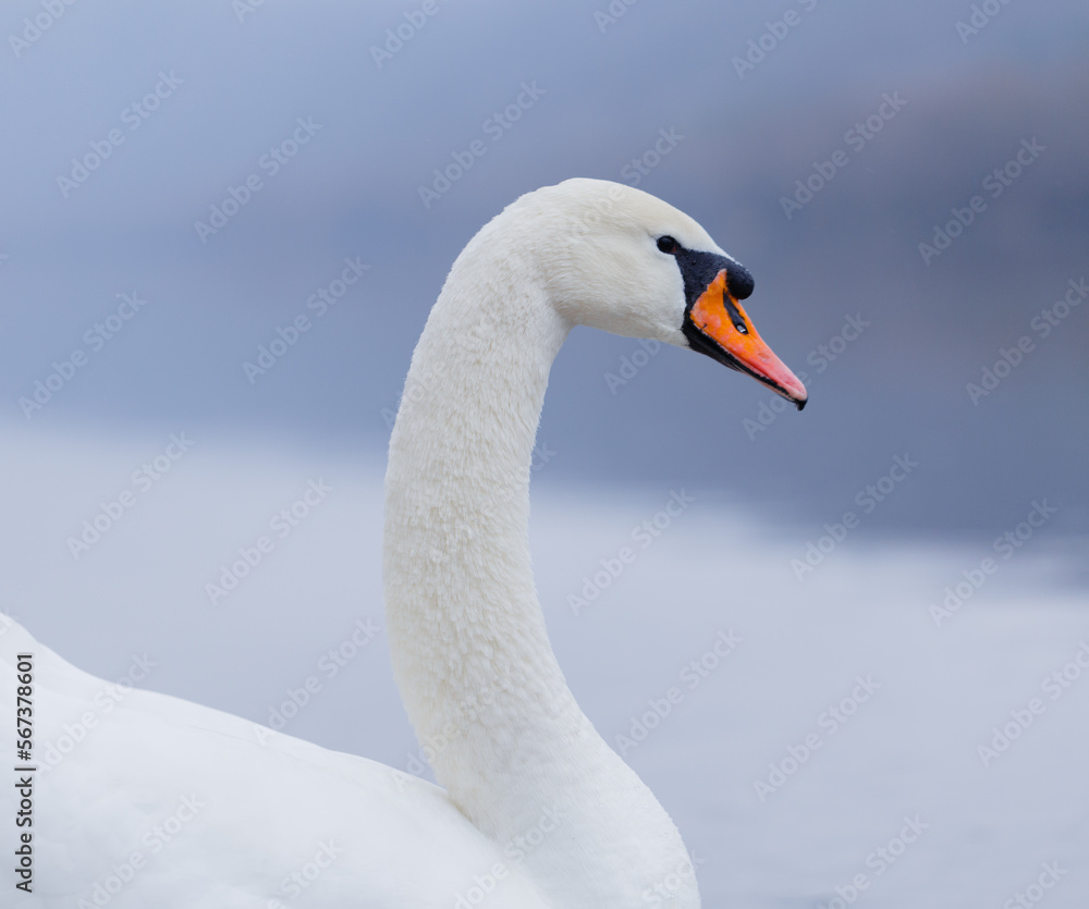 Closeup portrait of beautiful white swans on the river on cold winter morning. Symbol of purity and fidelity. Lovely bird Closeup portrait of beautiful white swans on the river on cold winter morning. Symbol of purity and fidelity. Lovely bird
