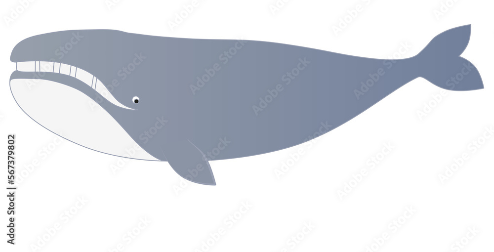 Illustration of whale vector for design Illustration of whale vector for design