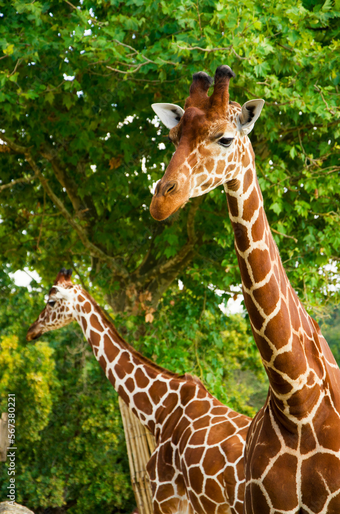 Obraz premium Giraffes animals stand on green grass near trees in summer