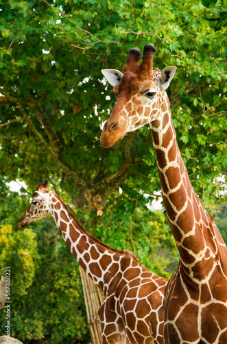 Giraffes animals stand on green grass near trees in summer