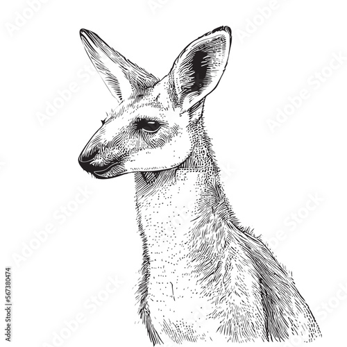 Kangaroo sketch hand drawn in doodle style illustration