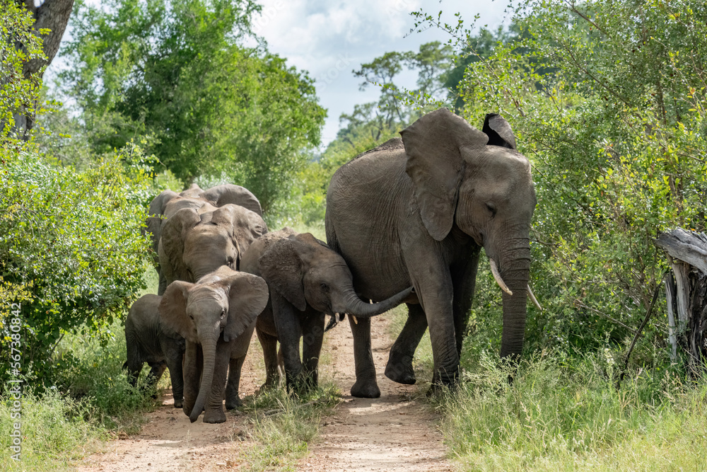 Cute baby elephants walk along a dirt road with a herd through dense green bush and trees.