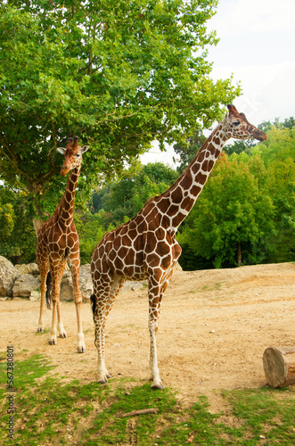 Giraffes animals stand on green grass near trees in summer