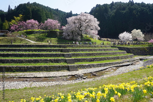 Beautiful full bloom cherry blossom landscape, Uda city, Nara prefecture, Japan photo