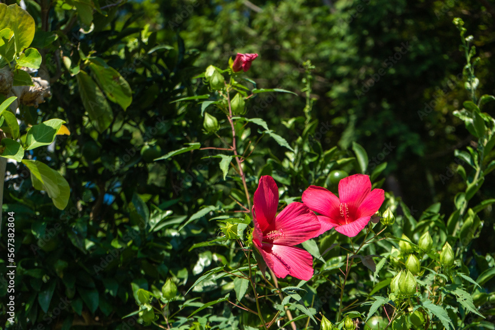 夏の緑に深紅の花が映えるモミジアオイ