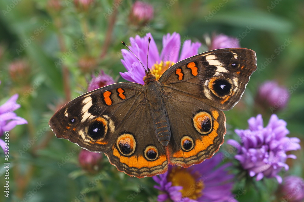 Obraz premium Buckeye butterfly (Junonia coeniaon) on New England Aster