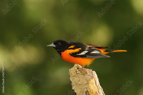 male baltimore oriole (Icterus galbula) photo