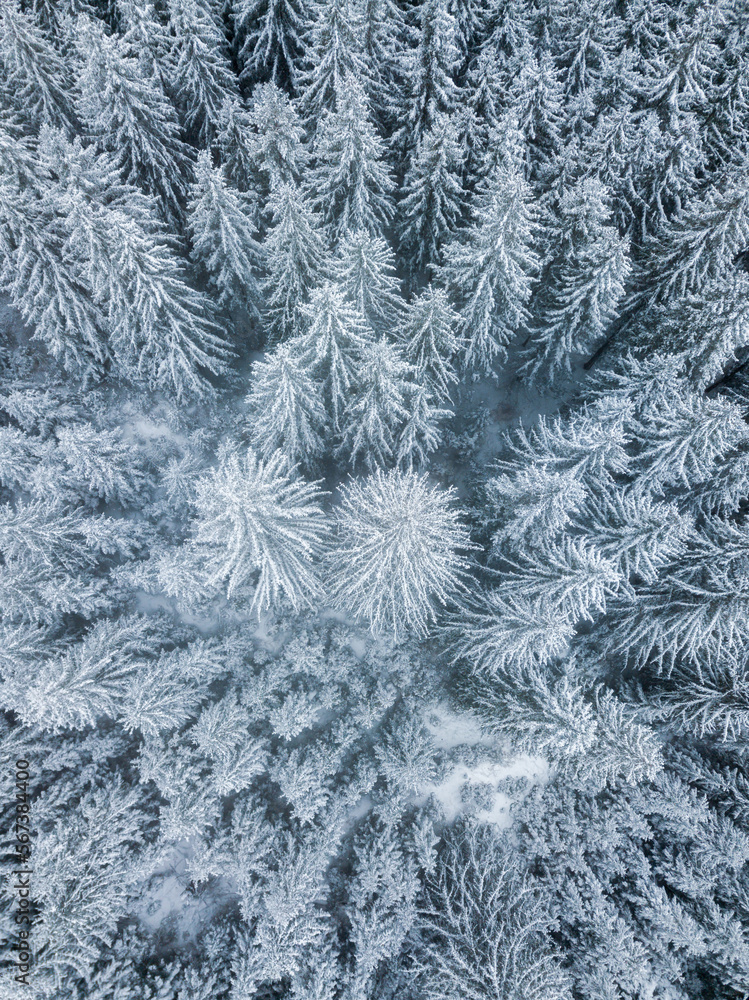 Aerial view of winter forest with snow covered trees in the wilderness. Drone photography.