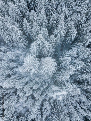 Aerial view of winter forest with snow covered trees in the wilderness. Drone photography.